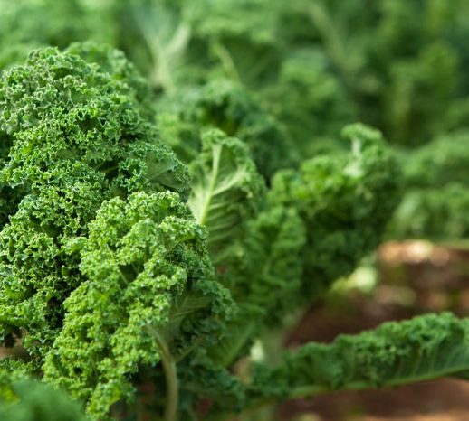 Kale in garden